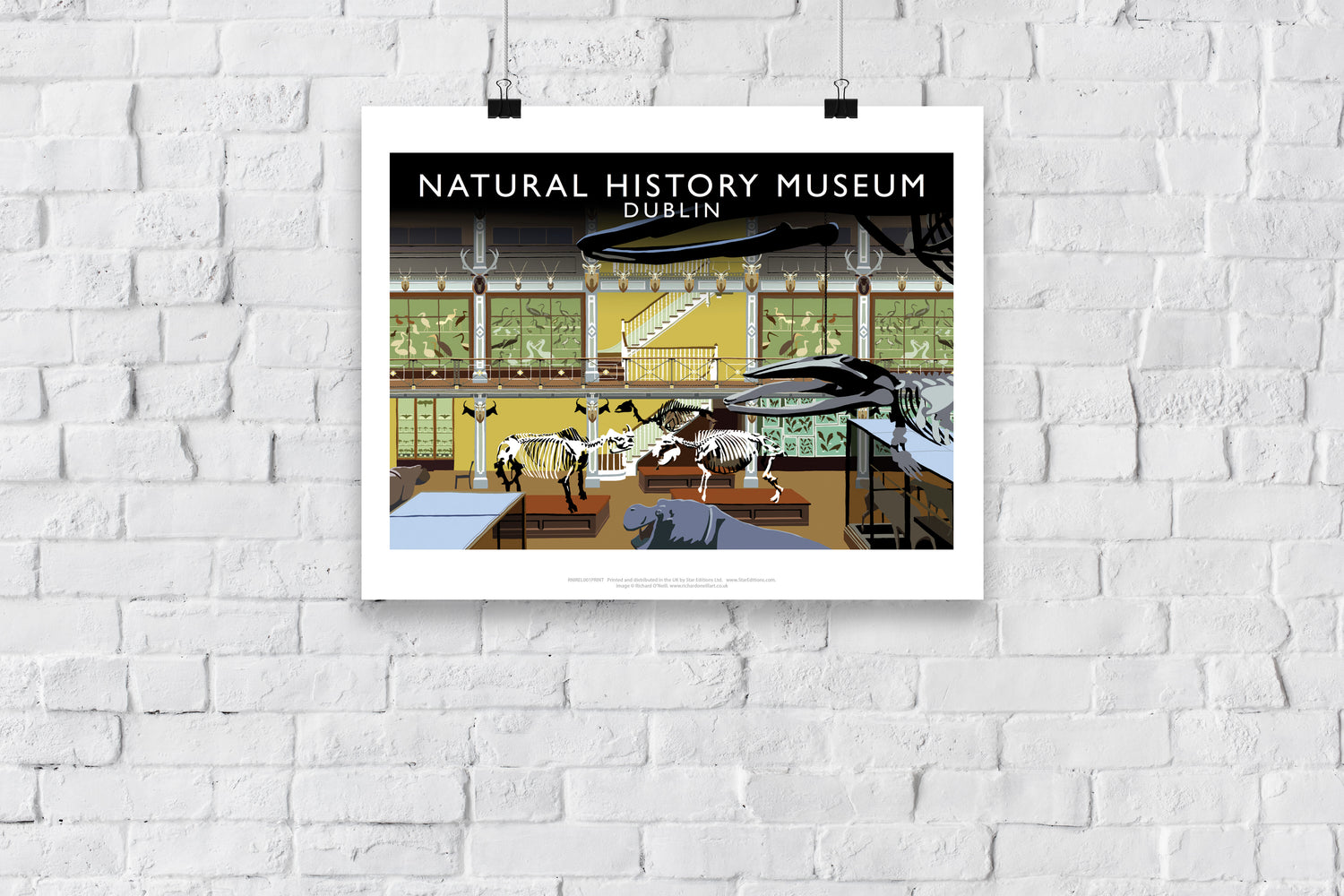 Natural History Museum, Dublin, Ireland - Art Print